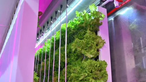 Des salades et fraises qui poussent à la verticale, dans des...